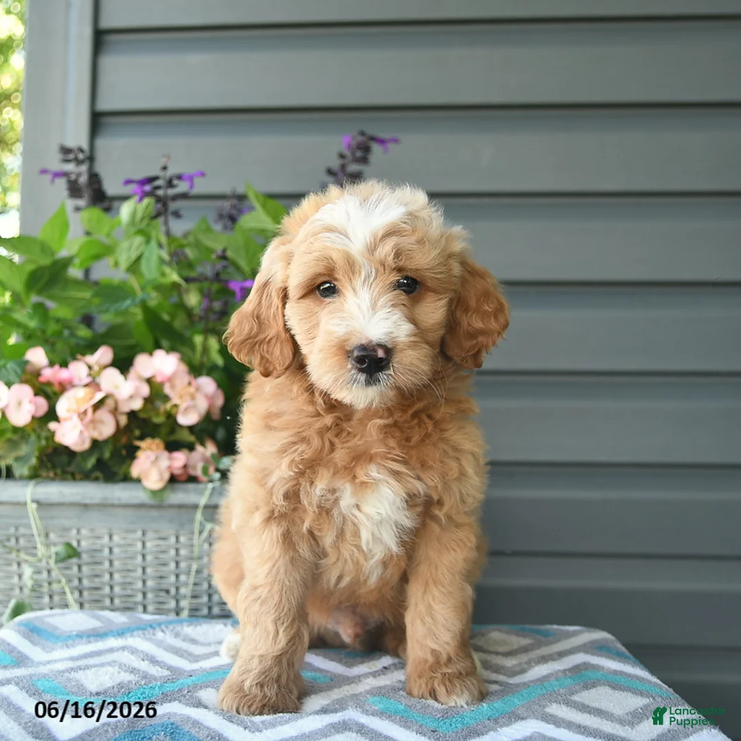 Mini Goldendoodle dogs for sale: Alex - Ad 2