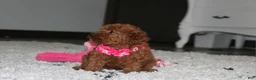 Toy Poodle dogs for sale: Beauty - Ad 2