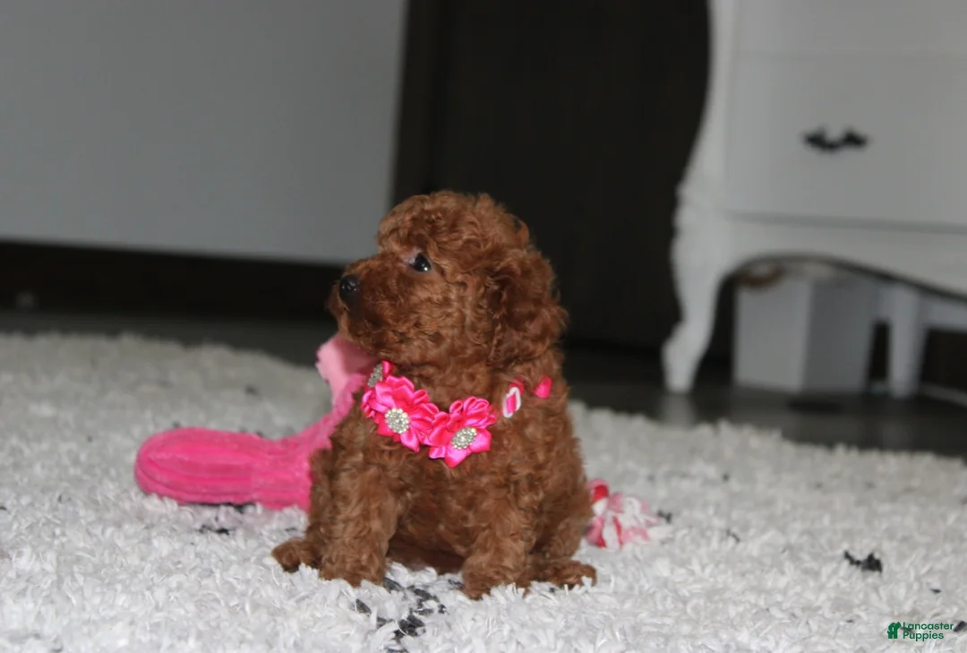Toy Poodle dogs for sale: Beauty - Ad 2