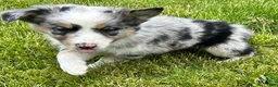 Australian Shepherd dogs for sale: Thing 1 - Ad 6