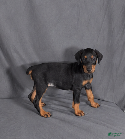 Doberman Pinscher dogs for sale: Myrcella - Ad 1