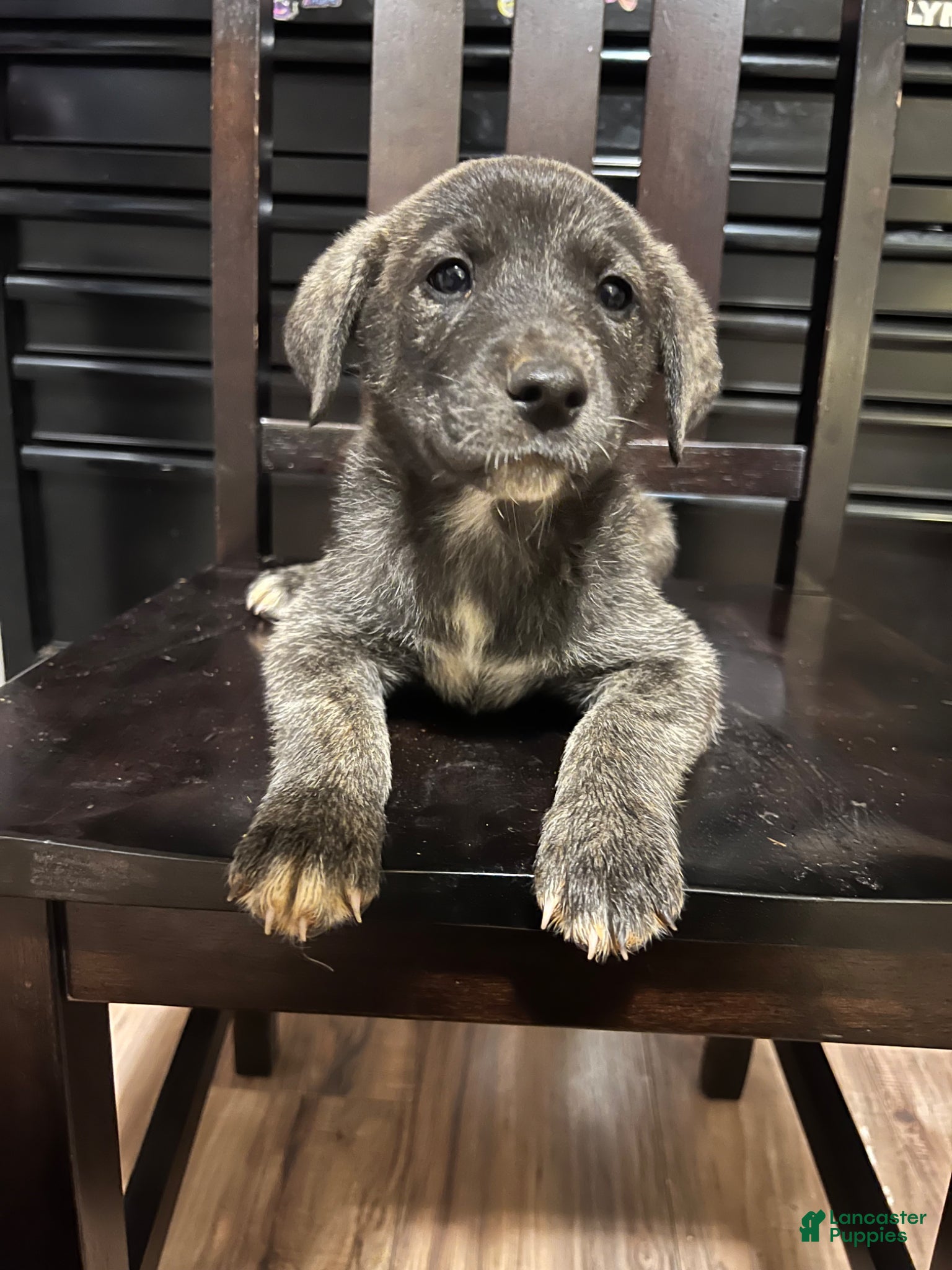 Mixed Breed dogs Mixed Breed Puppy 2 - Ad 13