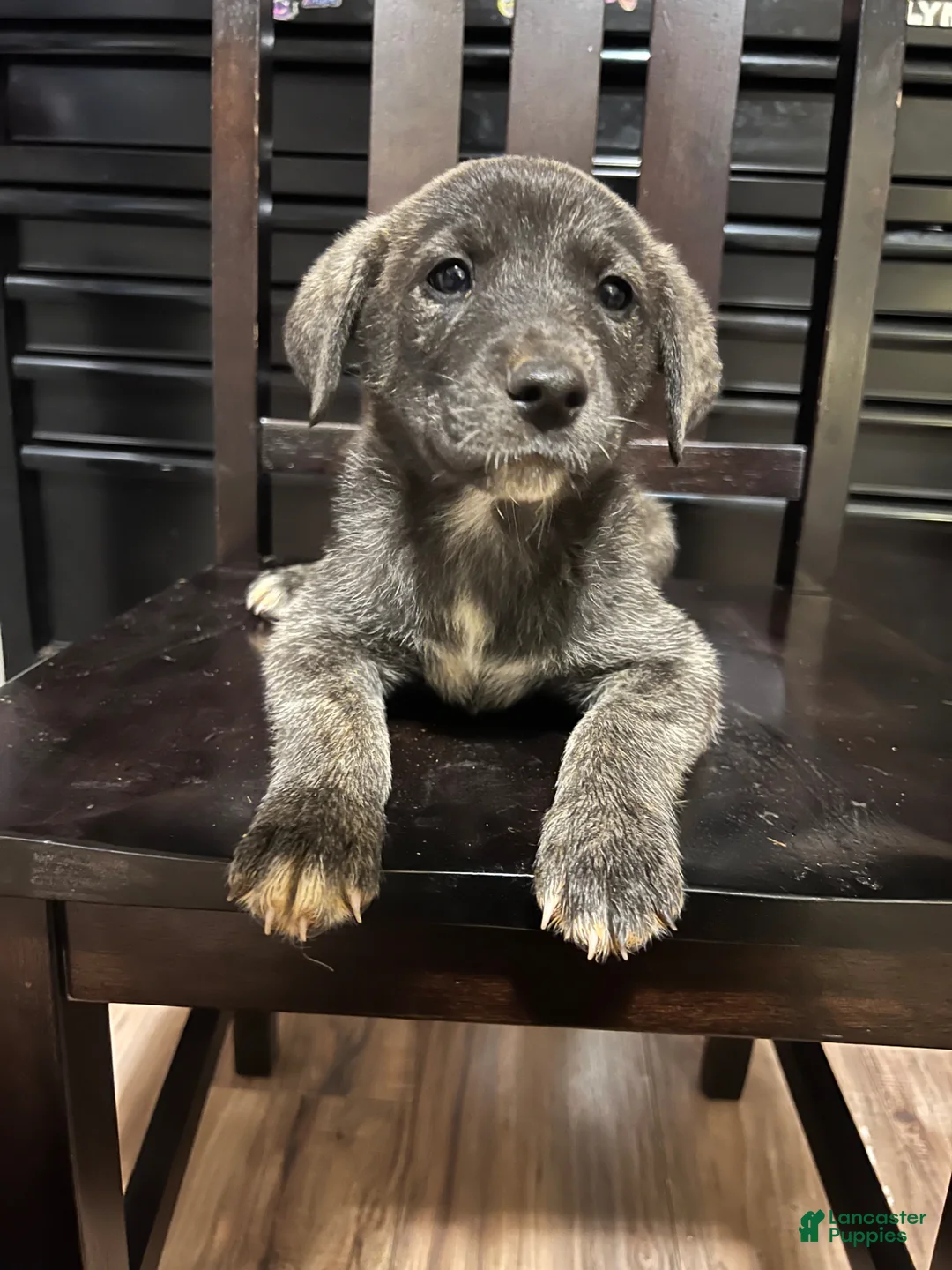 Mixed Breed dogs for sale: Mixed Breed Puppy 2 - Ad 1