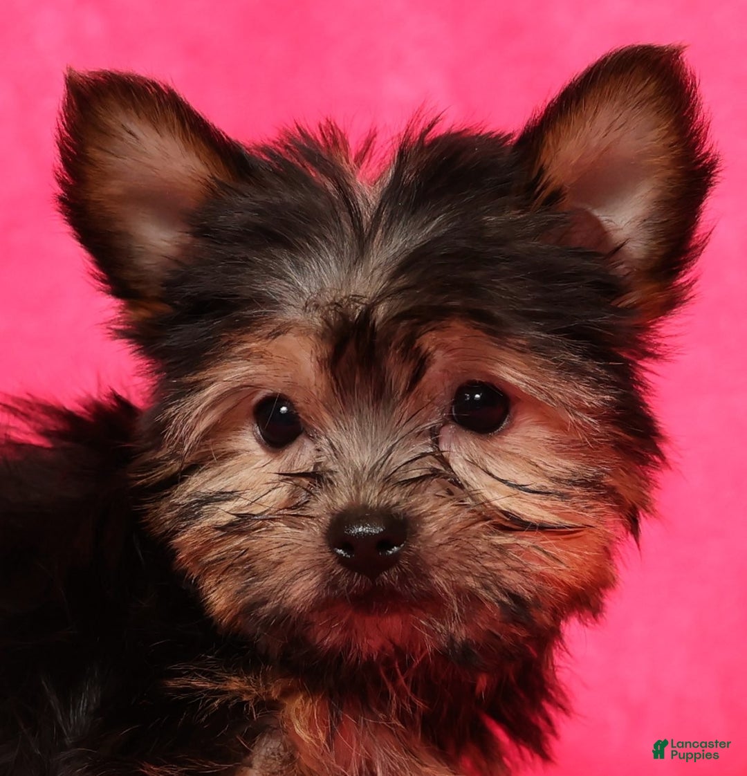 Yorkshire Terrier dogs for sale: Buddy - Ad 9