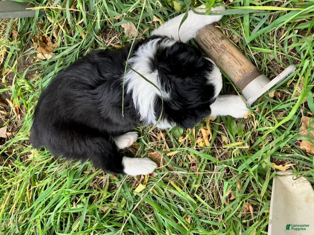 Miniature Australian Shepherd dogs for sale: Cotton Tail - Ad 1