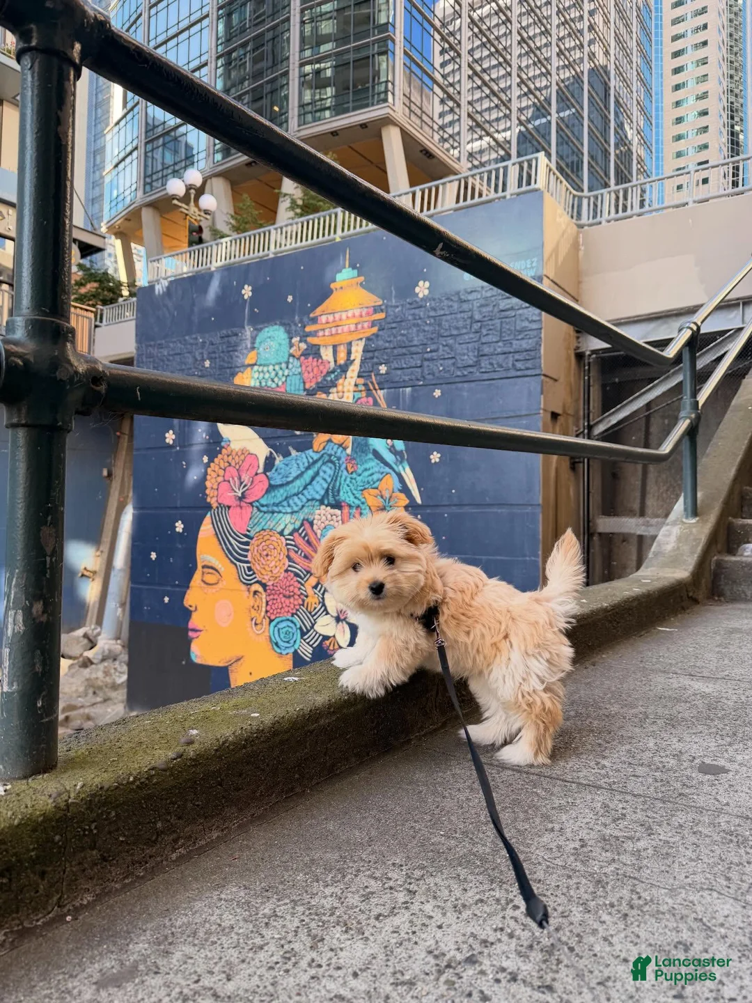 Pomapoo dogs for sale: Puppy 1 - Ad 2