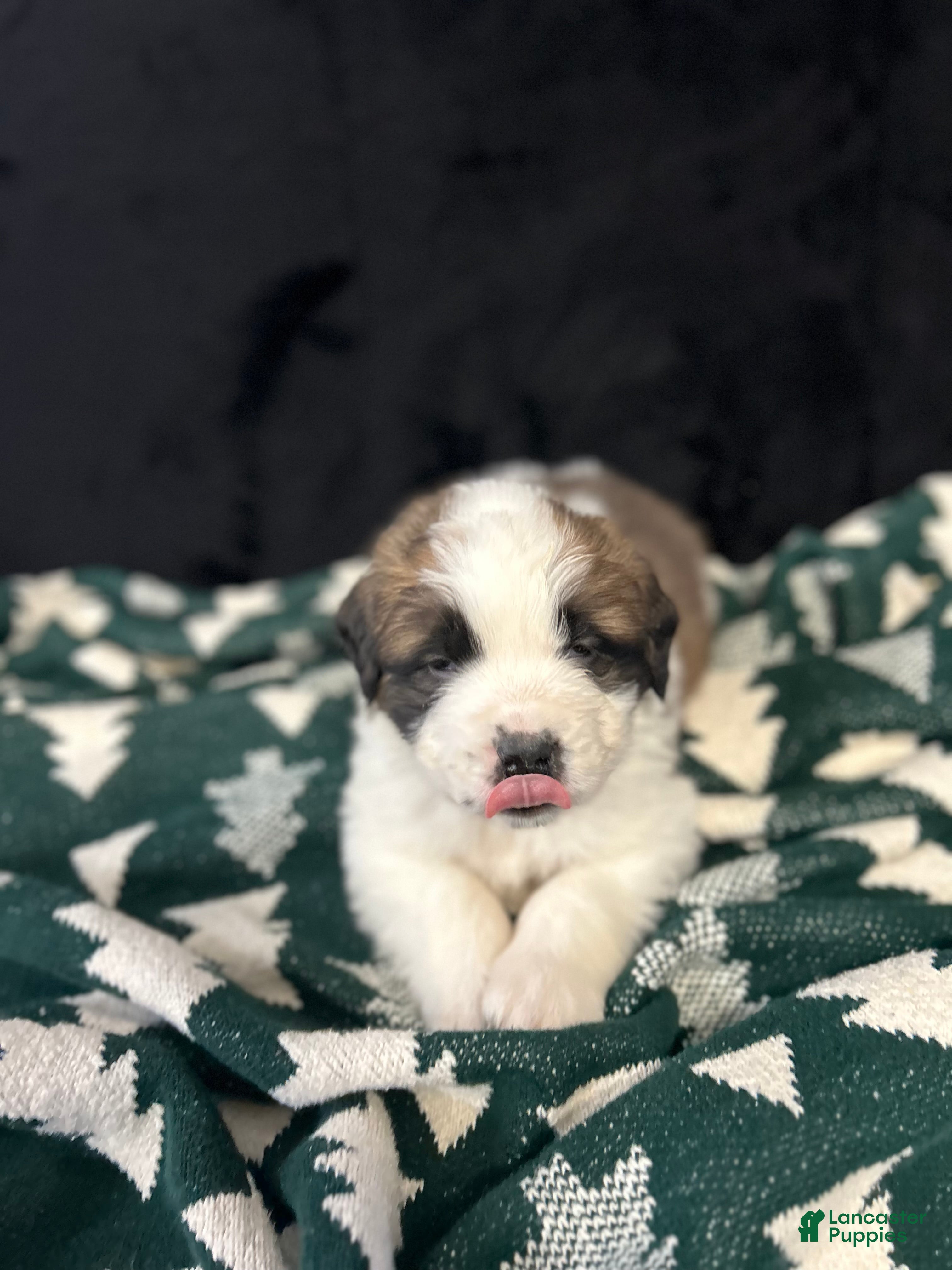 Saint Bernard dogs Chase - Ad 5