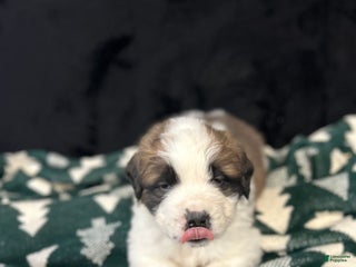 Saint Bernard dogs Chase - Ad 3