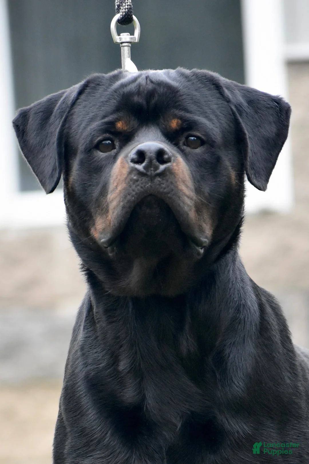 Rottweiler dogs for sale: Inter - Ad 1