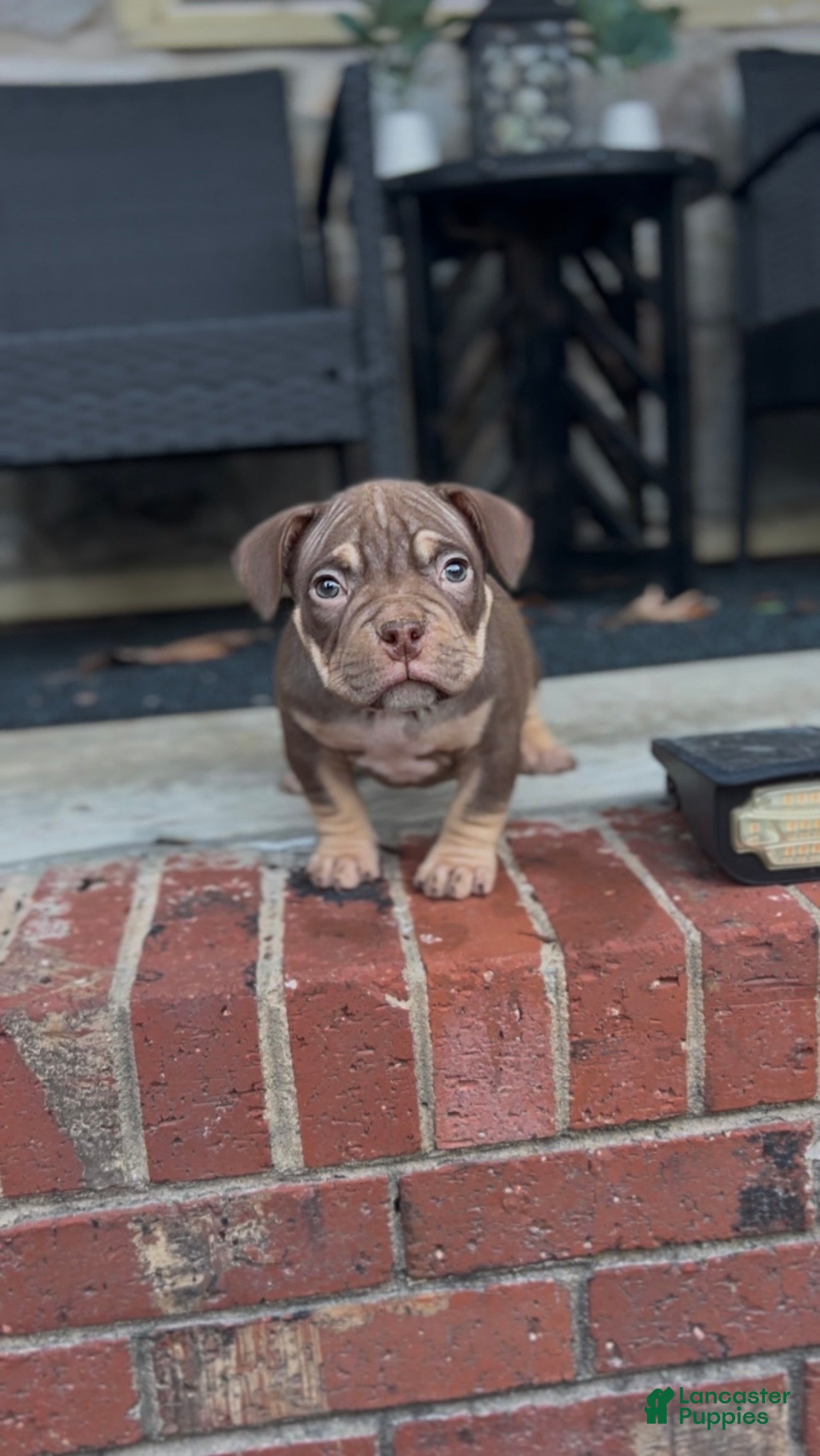 American Bully dogs for sale: Barkboyz Bullycamp Chocolate  - Ad 4