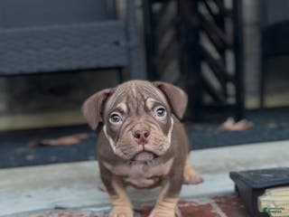 American Bully dogs for sale: Barkboyz Bullycamp Chocolate - Ad 4