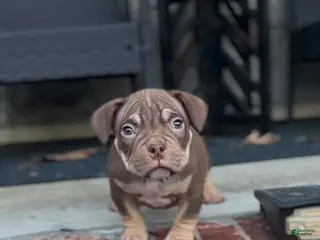 American Bully dogs Barkboyz Bullycamp Chocolate - Ad 6