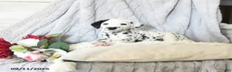 Dalmatian dogs for sale: Turbo - Ad 4