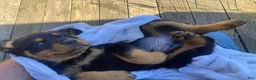 Rottweiler dogs for sale: Poseidon - Ad 24