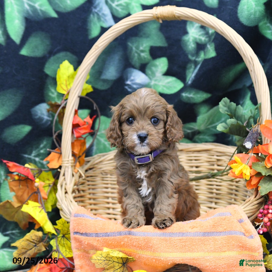 Cavapoo dogs Patsy - Ad 1