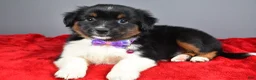 Miniature Australian Shepherd dogs for sale: Zeta - Ad 7
