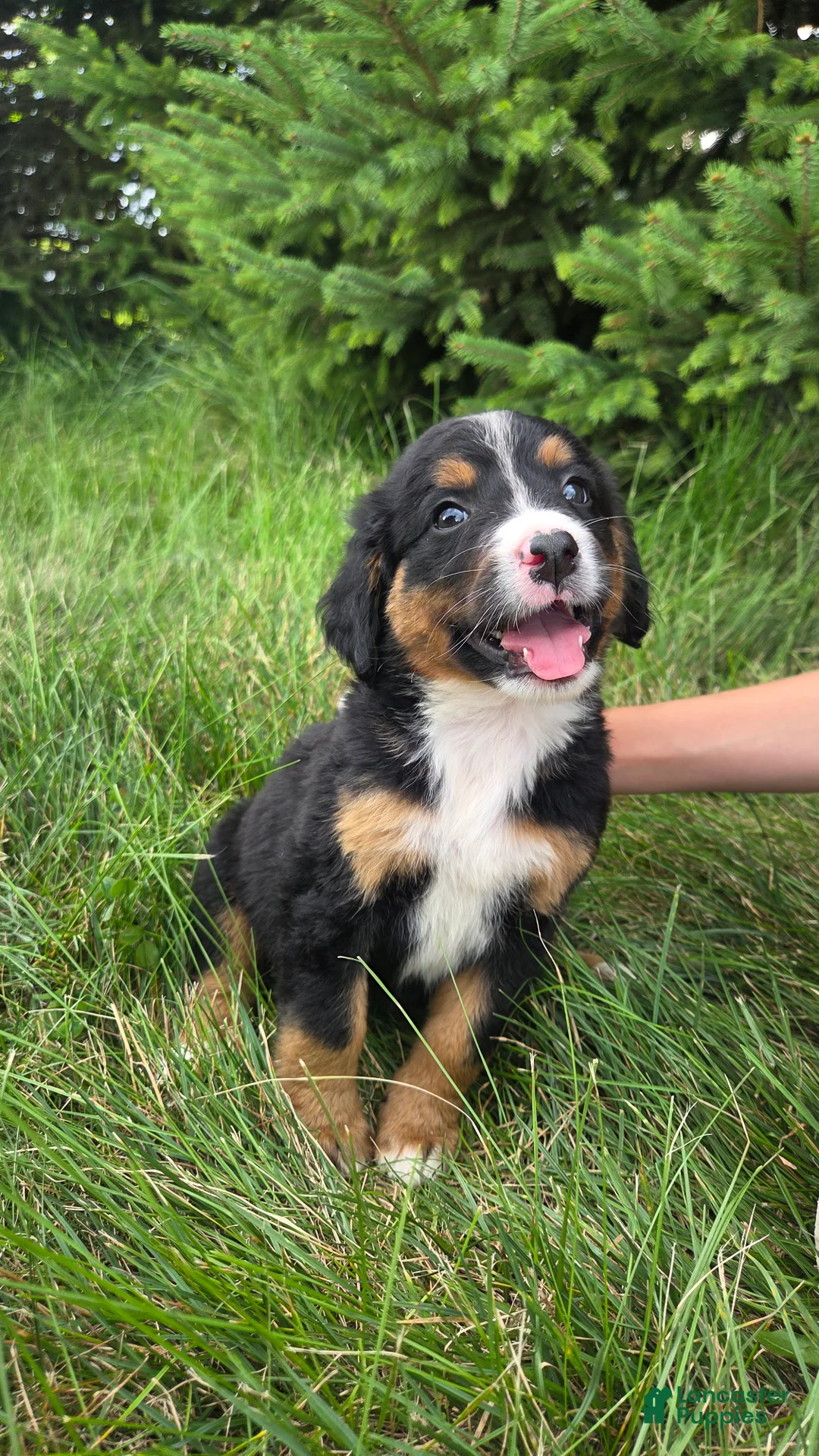 Bernedoodle dogs for sale: Bernedoodle light green - Ad 1