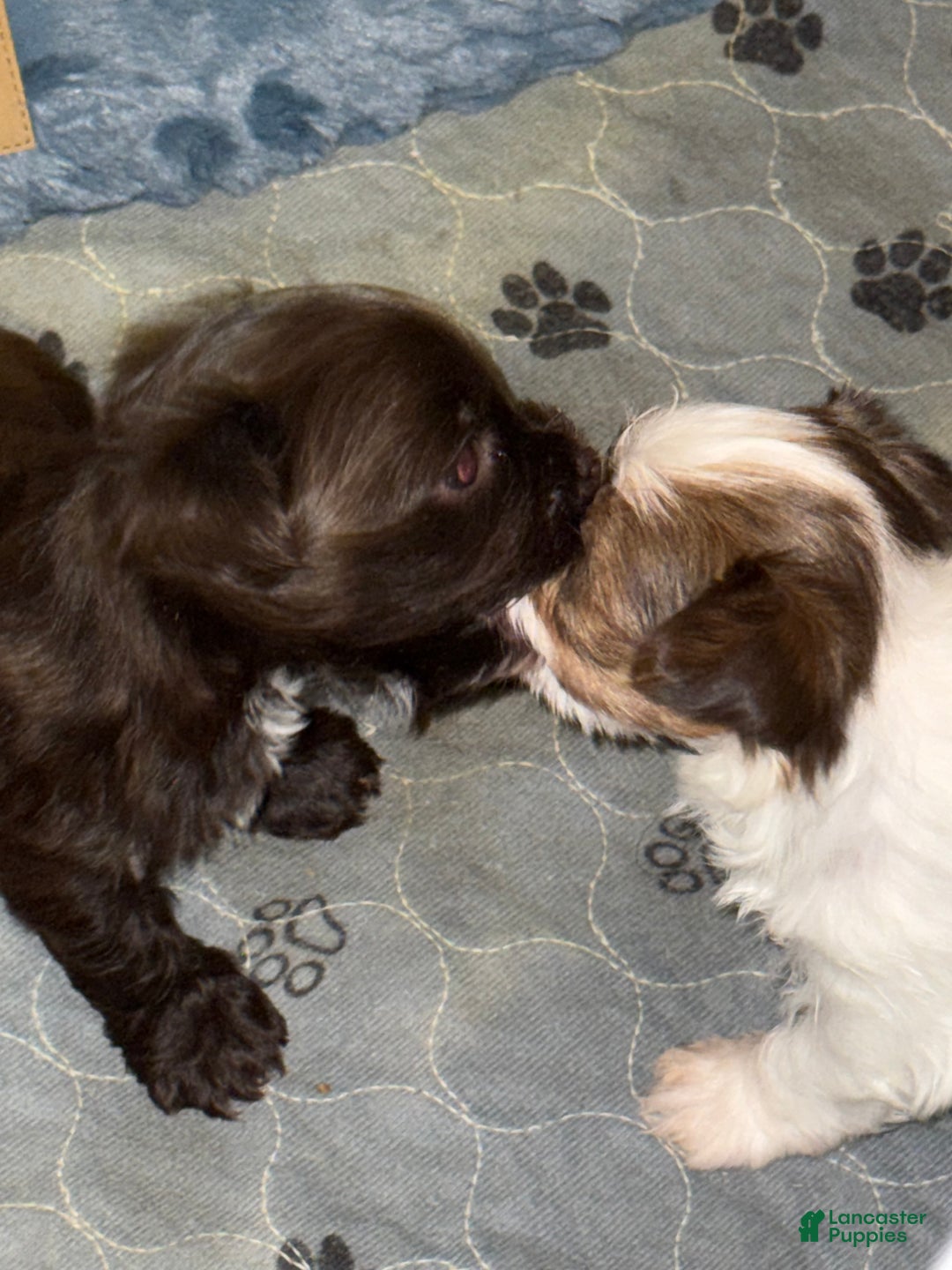 Yorkshire Terrier dogs for sale: Mozi - Ad 7