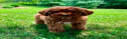 Miniature Poodle dogs for sale: Starla  - Ad 6