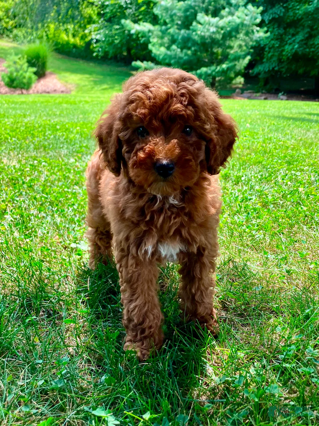 Miniature Poodle dogs for sale: Starla  - Ad 6