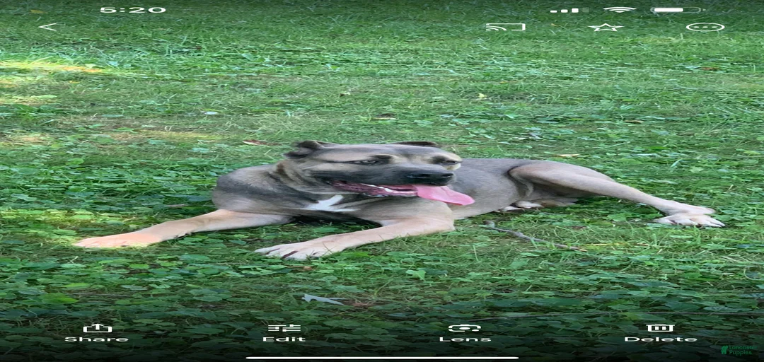 Gallery Image {{count}}