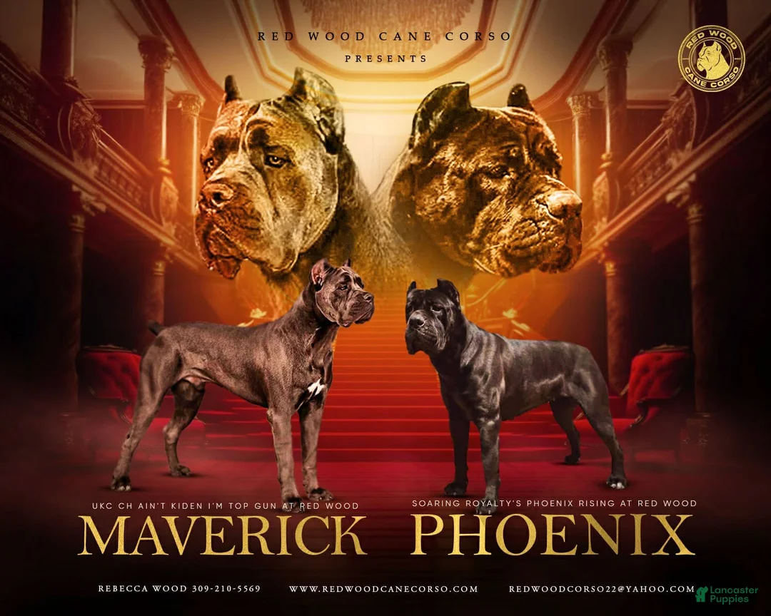 Cane Corso dogs for sale: Cane Corso Puppy 2 - Ad 2