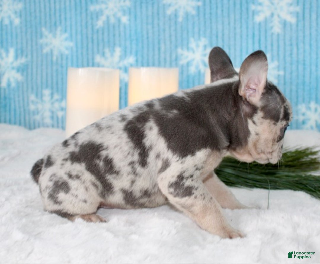 French Bulldog dogs for sale: Olivia - Ad 7