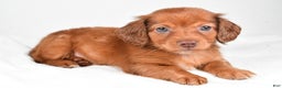 Miniature Dachshund dogs for sale: Banks - Ad 3