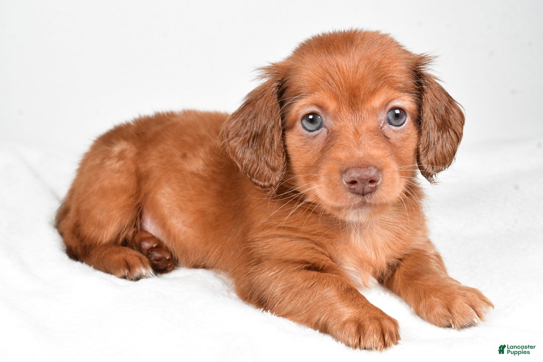 Miniature Dachshund dogs for sale: Banks - Ad 3
