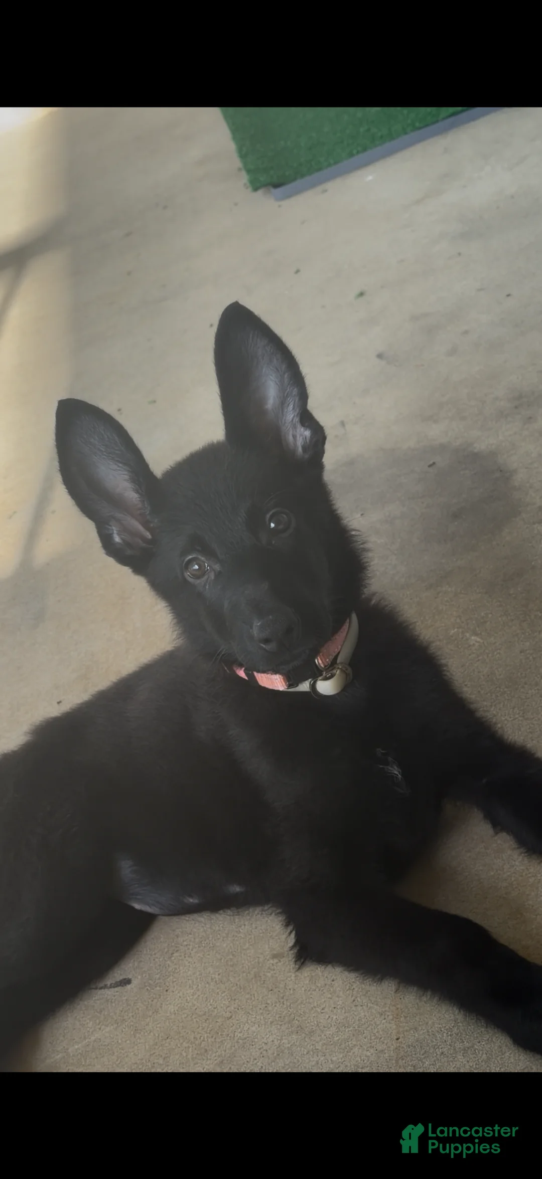 German Shepherd dogs for sale: German Shepherd 1 - Ad 2