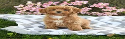 Maltipoo dogs for sale: Buttercup - Ad 4