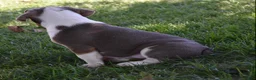 Beabull dogs for sale: Bailey  - Ad 6