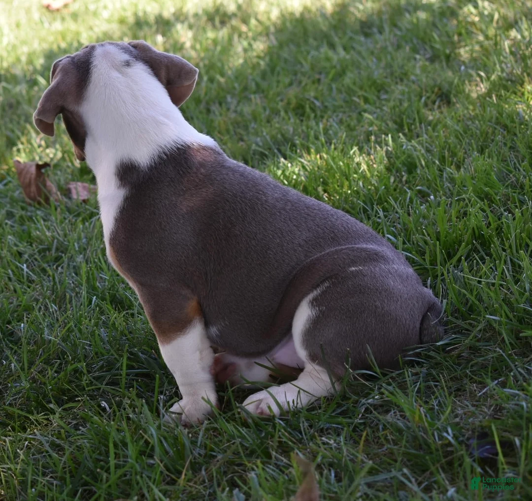 Beabull dogs for sale: Bailey  - Ad 6