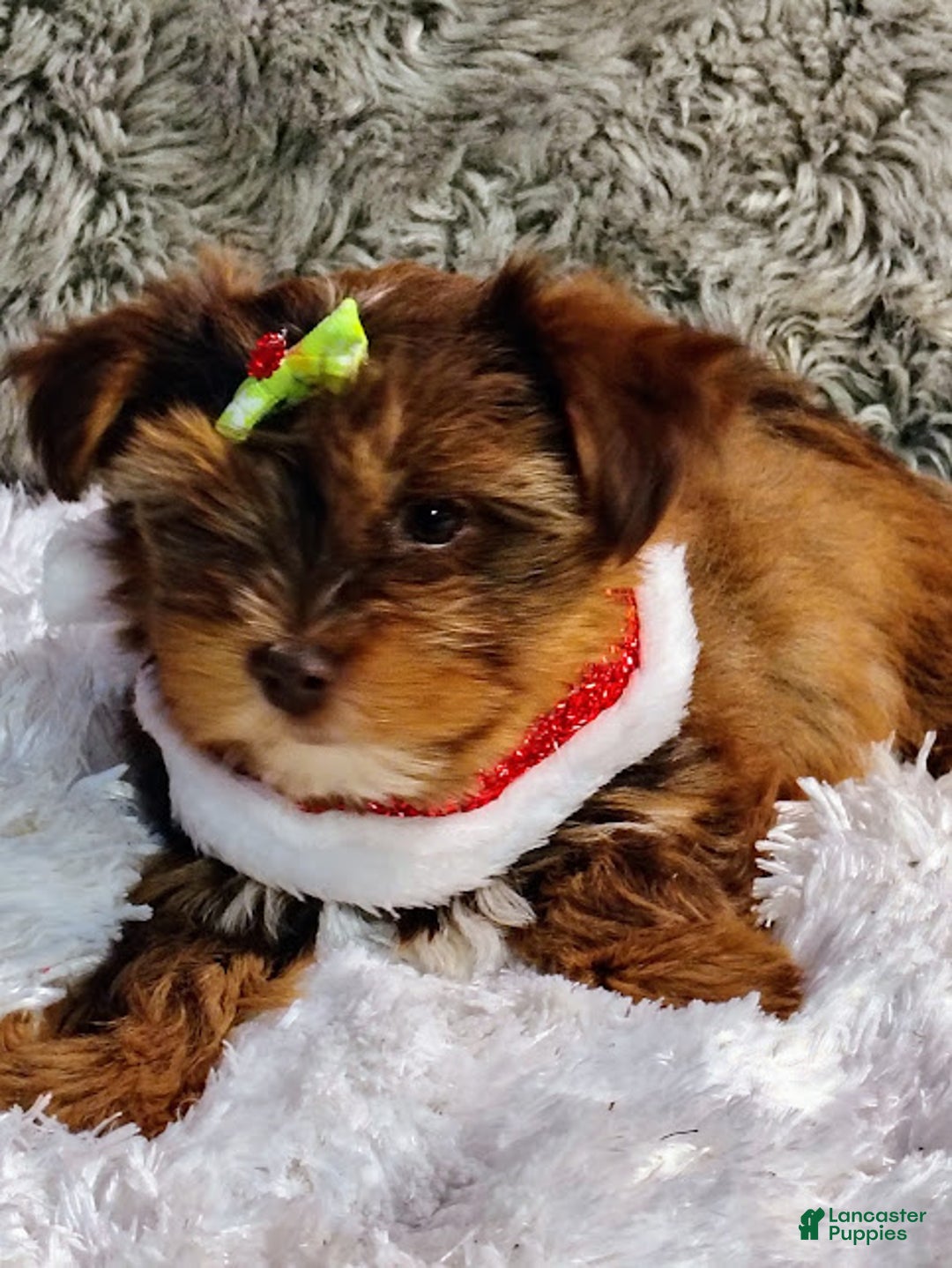 Yorkiepoo dogs for sale: CoCo - Ad 3