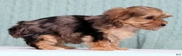 Yorkiepoo dogs for sale: Bella - Ad 6
