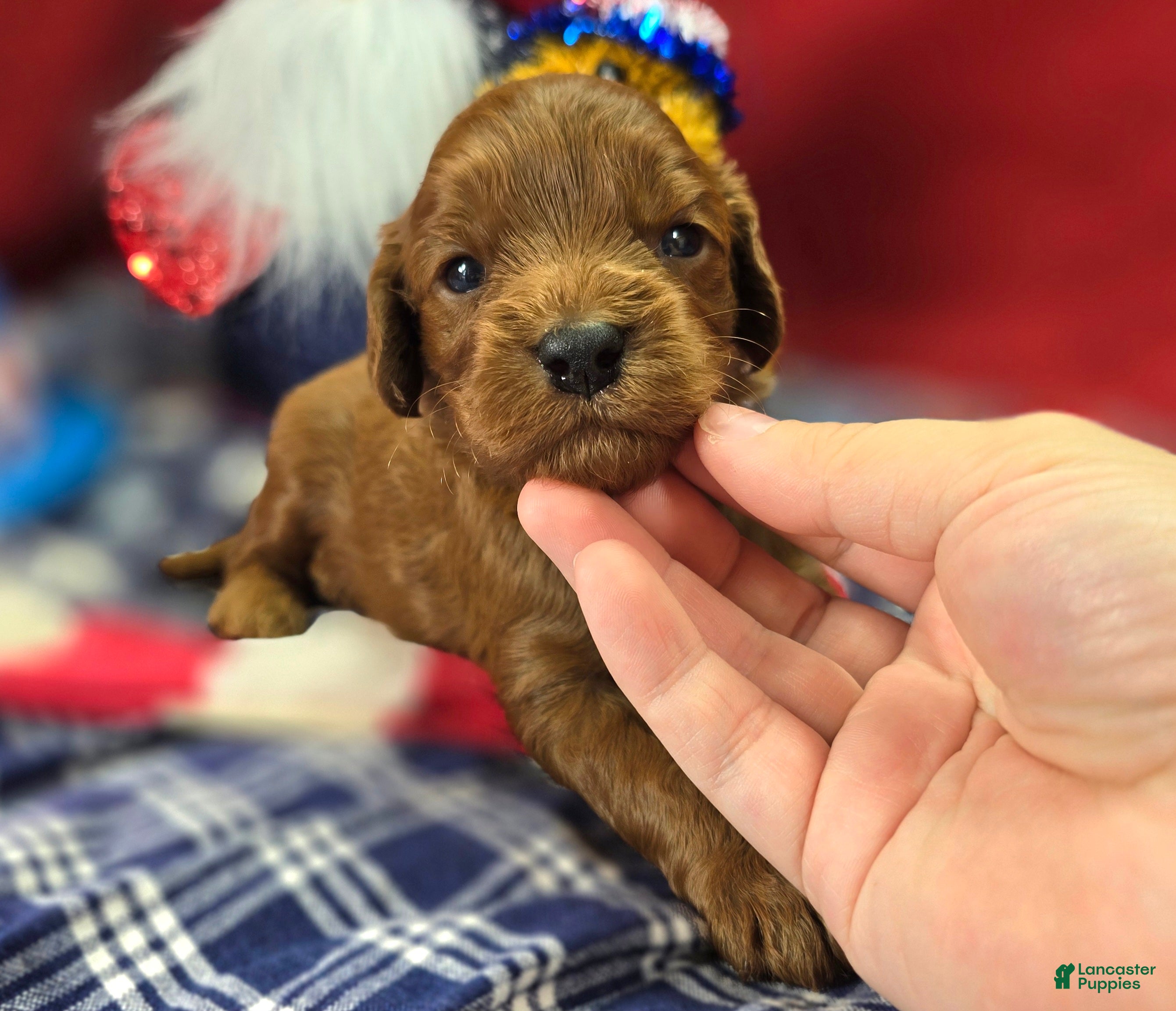 Cockapoo dogs Milan - Ad 14