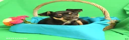 Mixed Breed dogs for sale: Bandit - Ad 3
