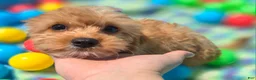 Cavapoo dogs for sale: Miles - Ad 41