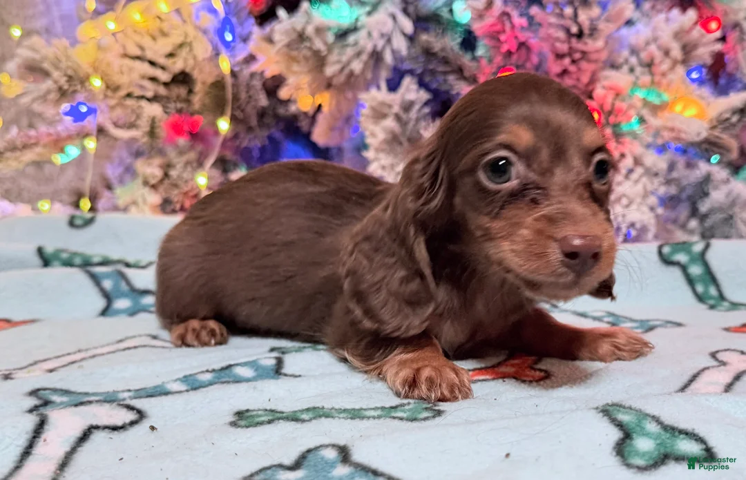 Miniature Dachshund dogs for sale: Ready Christmas eve - Ad 12