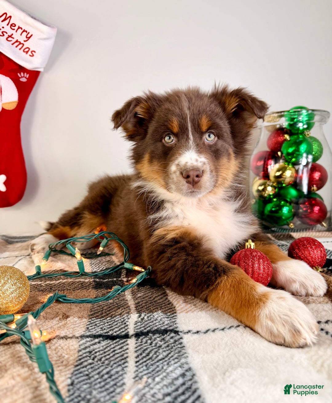 Australian Shepherd dogs for sale: Andy - Ad 4