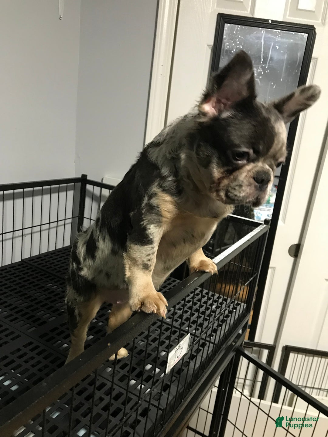 French Bulldog dogs for sale: Moon  - Ad 6