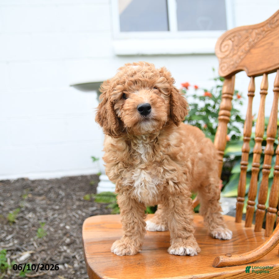 Mini Goldendoodle dogs Lucky - Ad 2