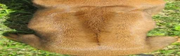 Rhodesian Ridgeback dogs for sale: Rhodesian Ridgeback 2 - Ad 2