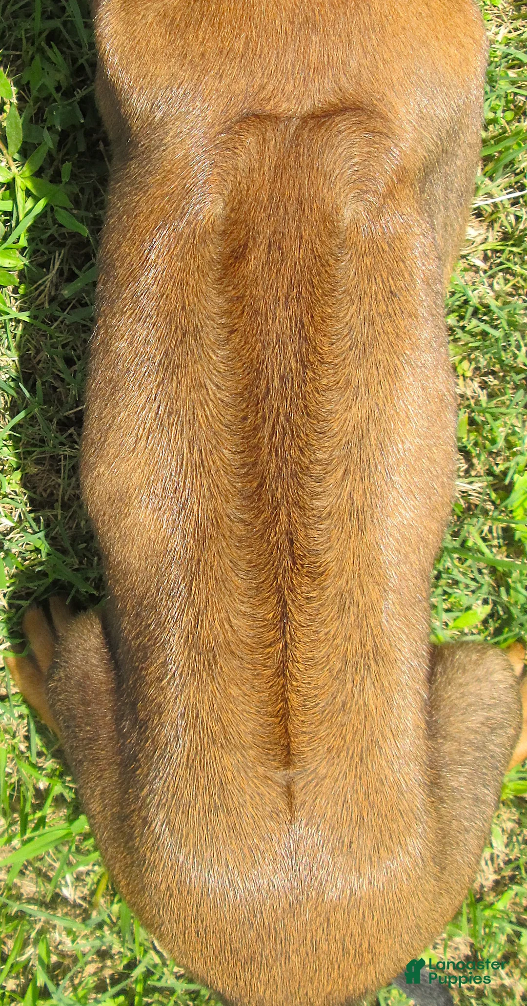 Rhodesian Ridgeback dogs for sale: Rhodesian Ridgeback 2 - Ad 2