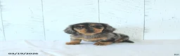 Miniature Dachshund dogs for sale: Lily - Ad 4
