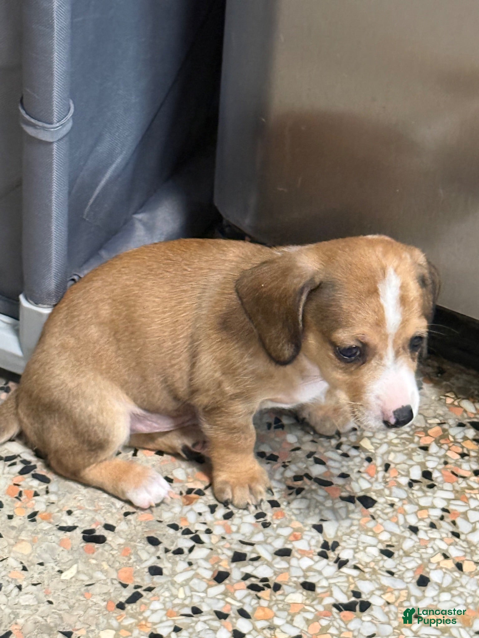 Mixed Breed dogs Bruce - Ad 1