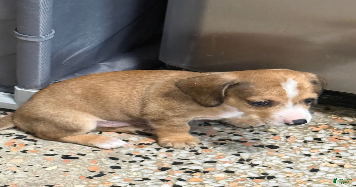 Puppies for sale in Orange County | Lancaster Puppies