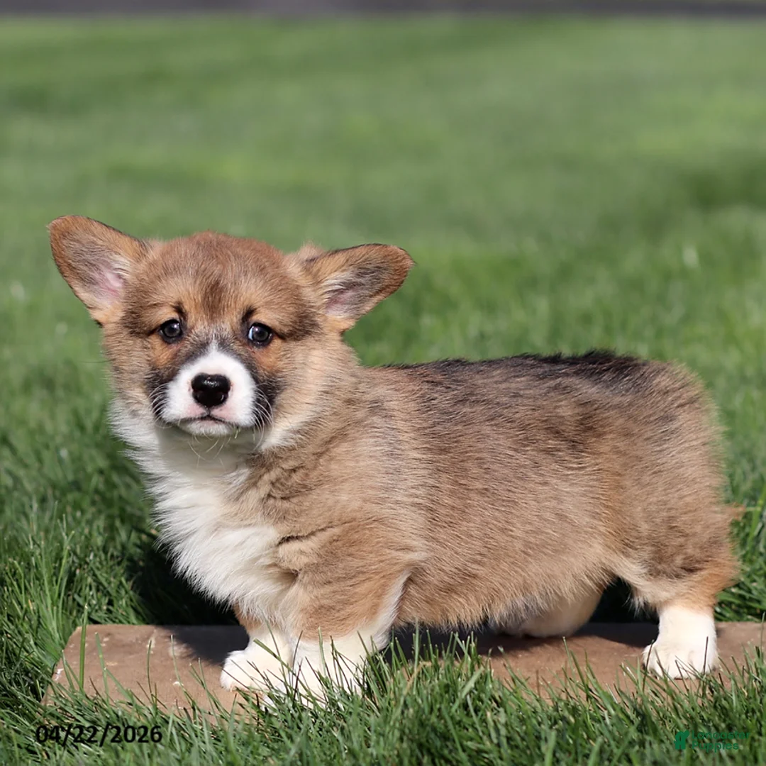 Welsh Corgi Pembroke dogs for sale: Mischief - Ad 1