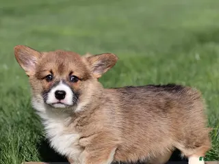 Welsh Corgi Pembroke dogs for sale: Mischief - Ad 4