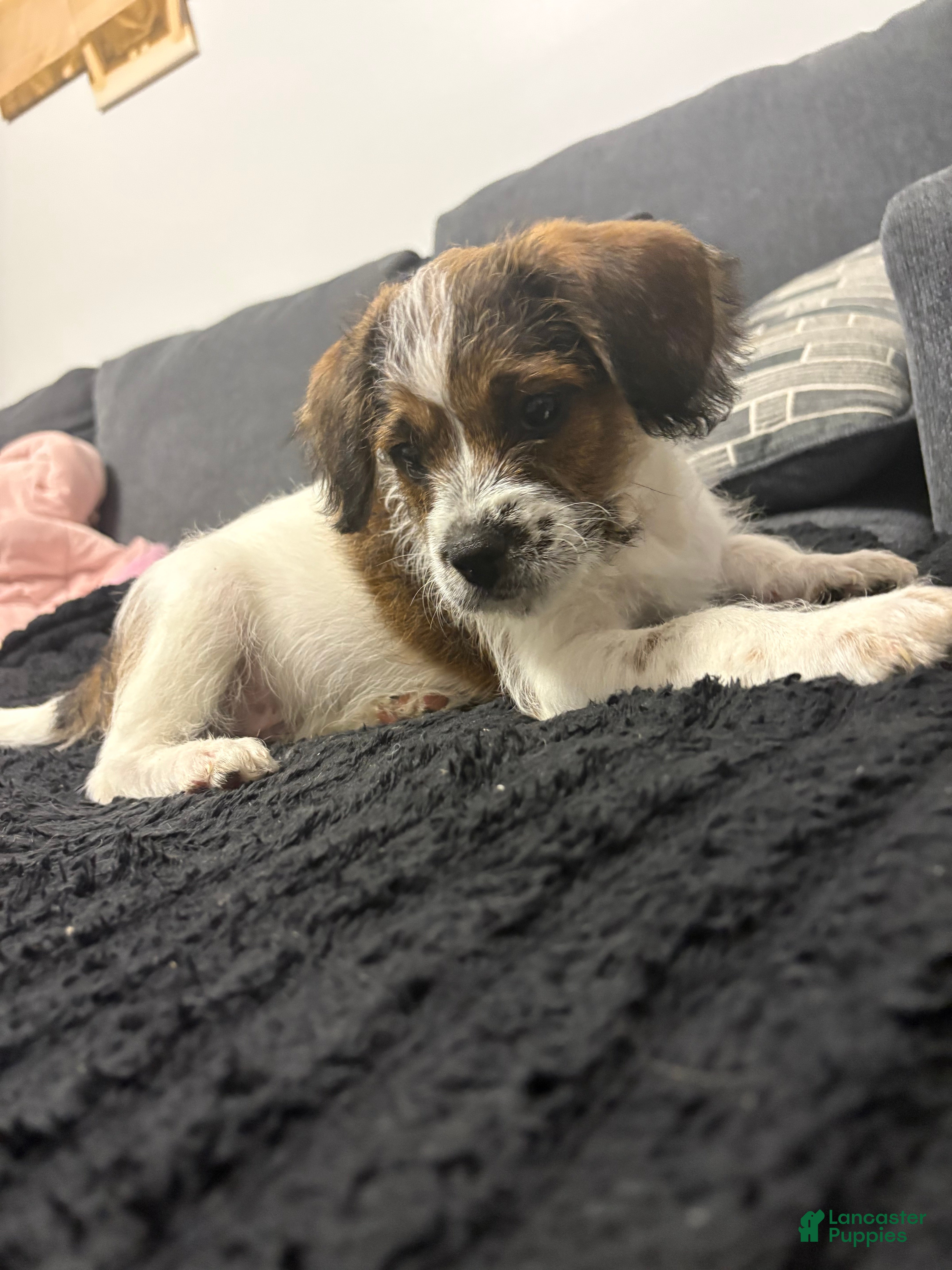 Mixed Breed dogs Prince - Ad 38